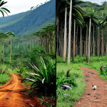 마다가스카르 희귀 동식물 보호 노력 - "Deforestation in Madagascar: A before-and-after image showcasing a lush rainforest transitioning in...