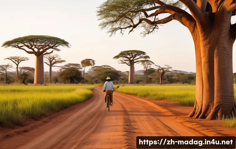 马达加斯加猴面包树大道隐藏的秘密,拍照打卡攻略大揭秘 4 마다가스카르 바오바브 가로수길 관련 이미지 2